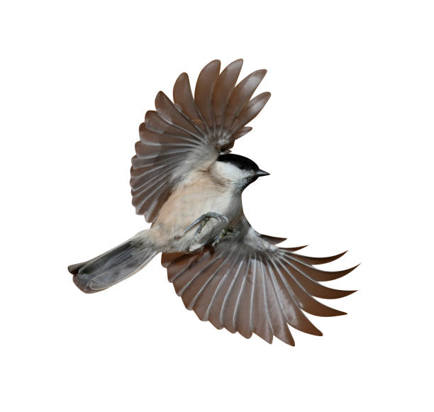 istock Marsh tit, Poecile palustris 970096956
