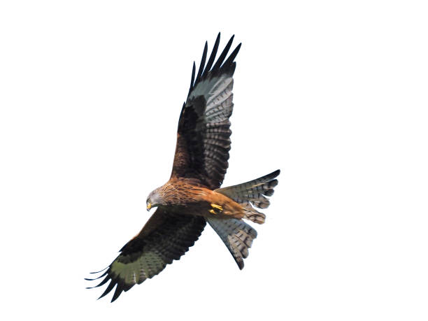 istock Red kite, Milvus milvus 970097178