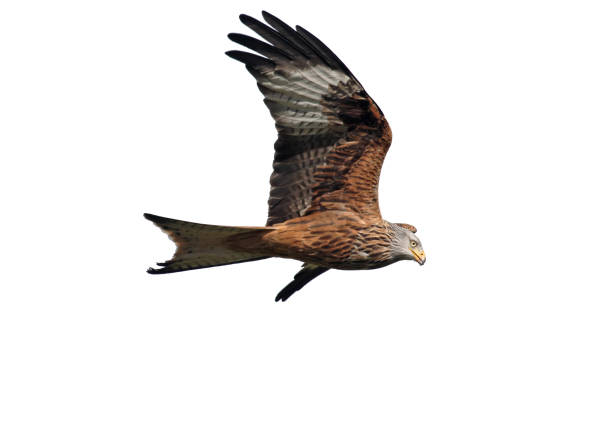 istock Red kite, Milvus milvus 970097316