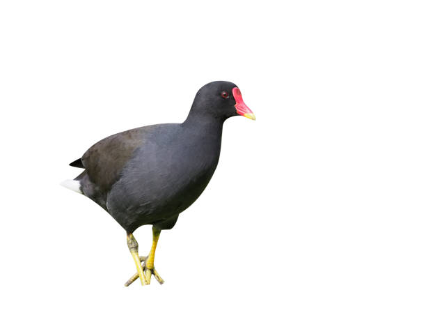 Moorhen, Gallinula chloropus, single bird by water, London, March 2017