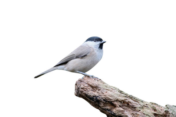 istock Marsh tit,  Poecile palustris 970099540