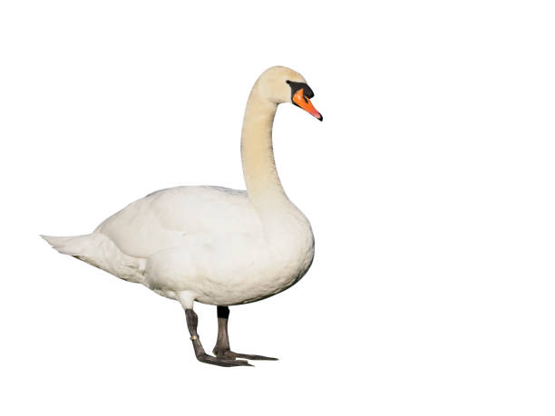 istock Mute swan, Cygnus olor 970099706