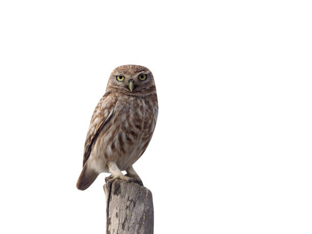 istock Little owl, Athene noctua 970099966