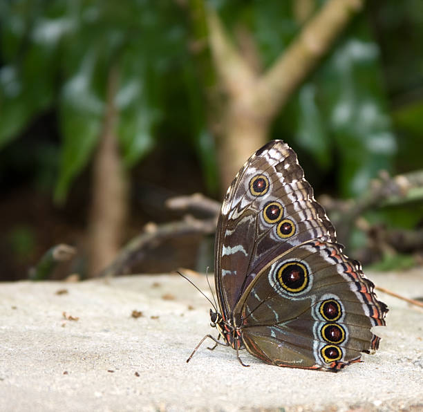 istock Beautiful Brown Eyed Butterfly 97010027