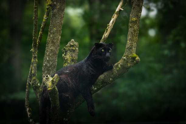 istock Black panther - black panther 970101366