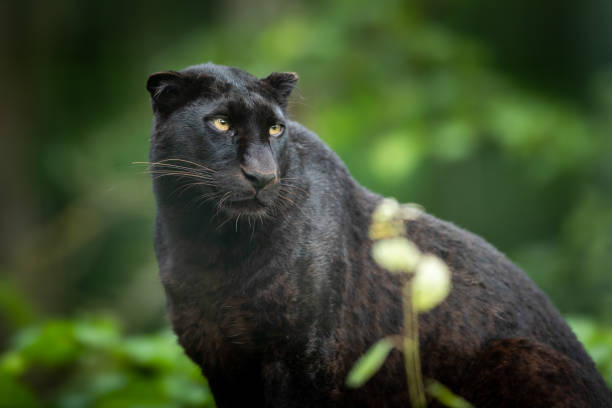 istock Black panther - black panther 970101464