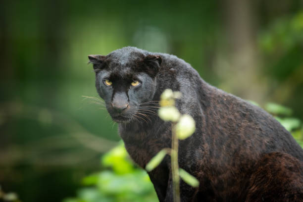 istock Black panther - black panther 970101656