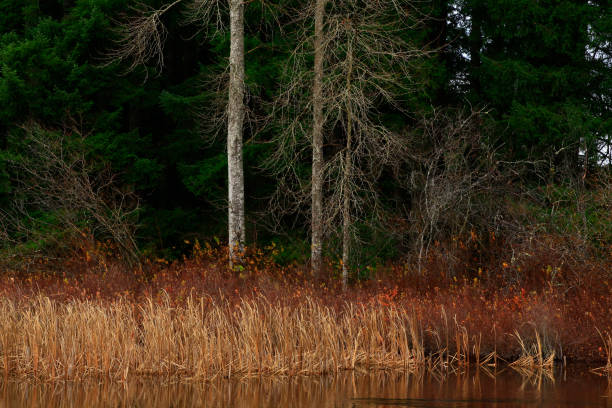 istock Pacific Northwest fresh water lake 970104478