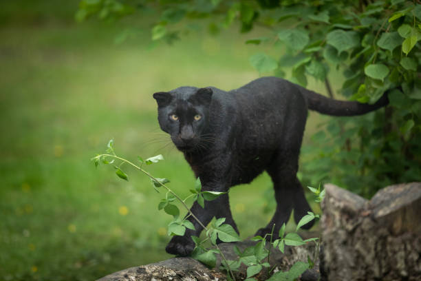 istock Black panther - black panther 970104880
