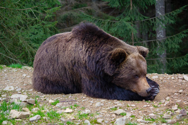 Brown bear sleeping on the ground close-up. Animals