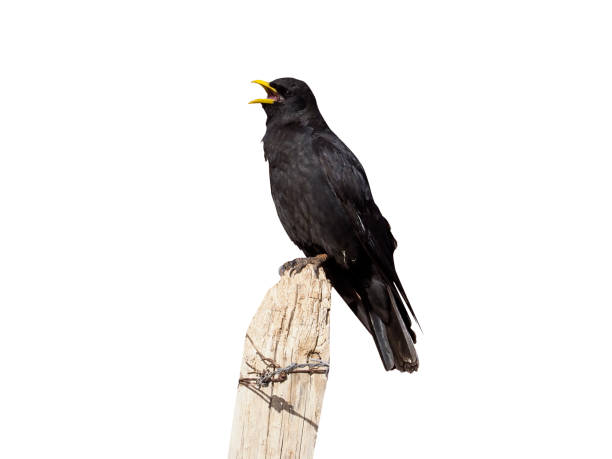 istock Yellow-billed chough or Alpine chough, Pyrrhocorax graculus 970108956