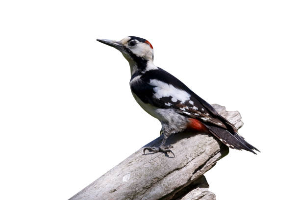 istock Syrian woodpecker, Dendrocopos syriacus 970109248