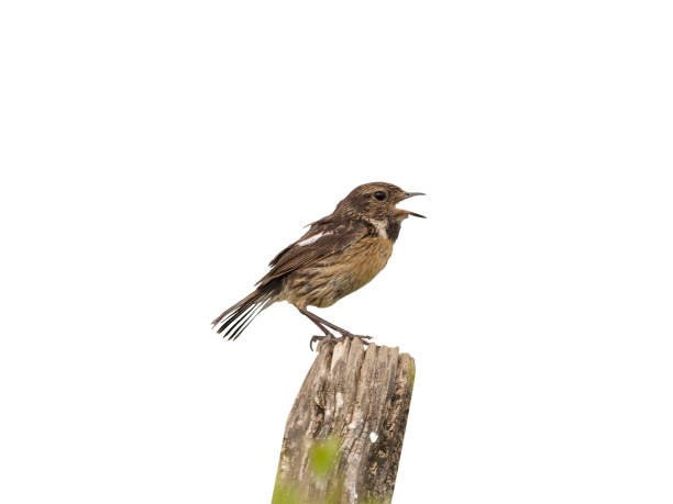 istock Stonechat, Saxicola rubicola rubicola 970109390