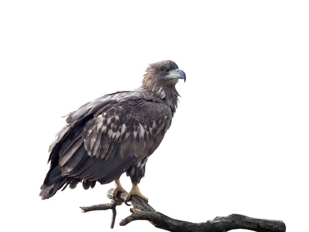 istock White-tailed sea-eagle, Haliaeetus albicilla 970110196