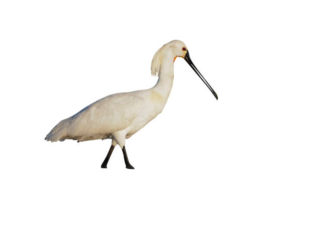 istock Spoonbill, Platalea leucorodia 970110372