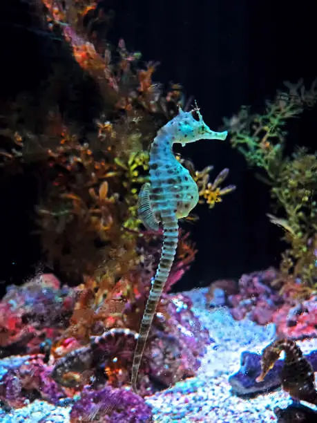 Closeup Big-Belly Seahorse or Hippocampus abdominalis Swim Underwater
