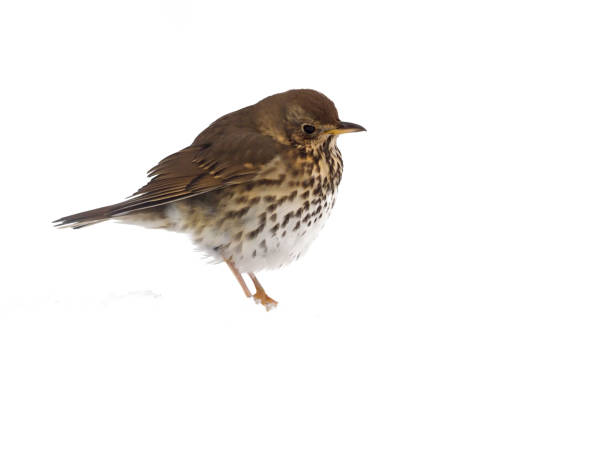 istock Song thrush, Turdus philomelos 970114084