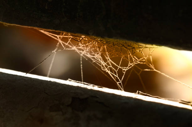 Care must be taken when passing these deadly spiders webs and nests.