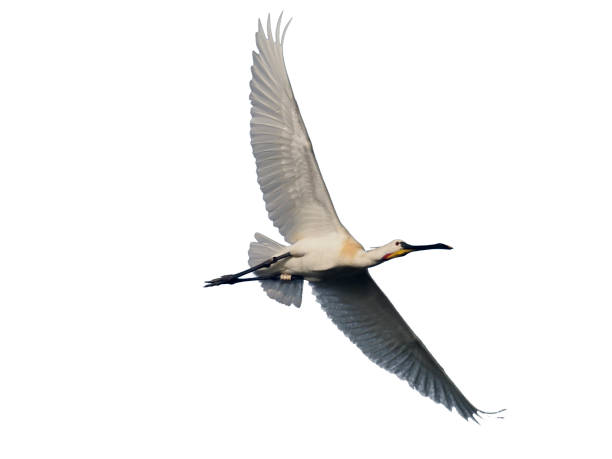 istock Spoonbill, Platalea leucorodia 970114440
