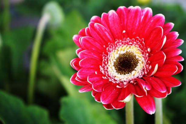 istock red gerbera flower nature background 970117492