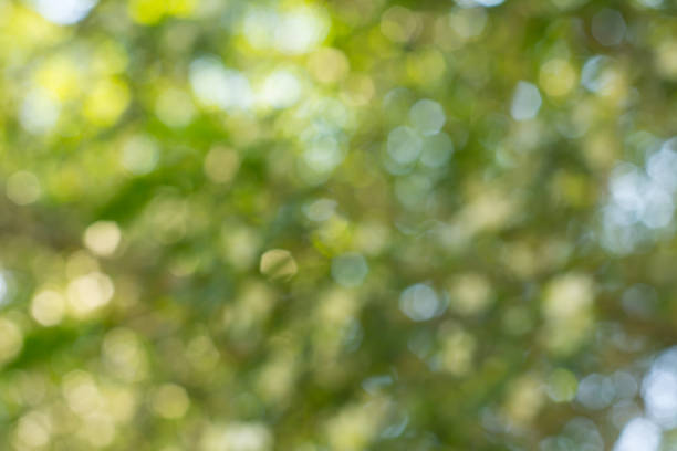istock bokeh caused by sunlight shining through the trees, showing beautiful bokeh effect, good for using as background 970122314