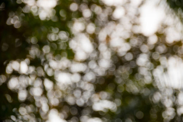 istock bokeh caused by sunlight shining through the trees, showing beautiful bokeh effect, good for using as background 970122994
