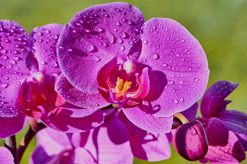 purple orchid with drops of water in sunlight