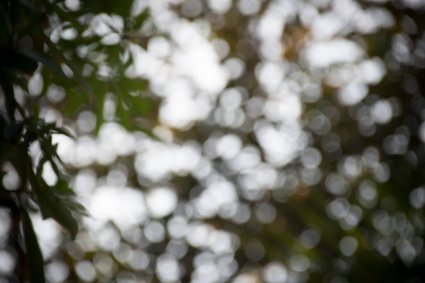 istock bokeh caused by sunlight shining through the trees, showing beautiful bokeh effect, good for using as background 970123666