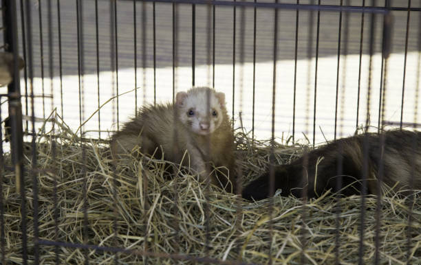 istock Ferret in cage 970123750