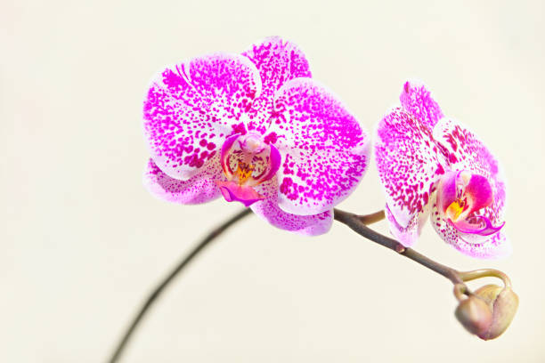 istock Beautiful rare orchid in pot on blurred background 970126862