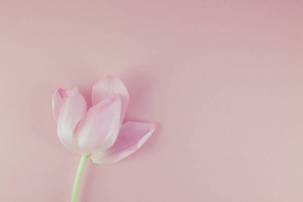 Pink tulip with petals on a pink background. Flat lay top view. Valentines romantic love easter spring concept