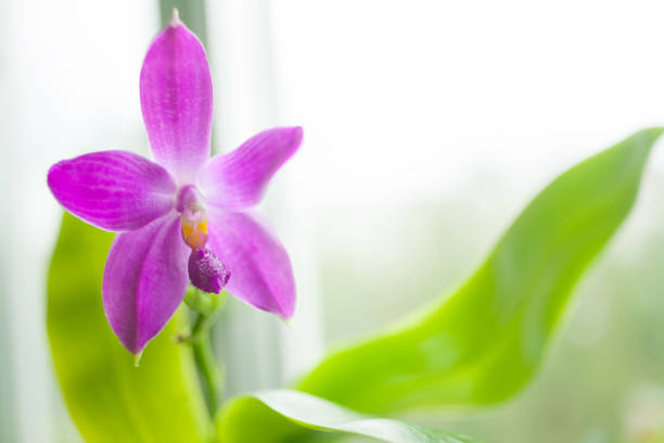 Beautiful rare orchid in a pot on a blurred background