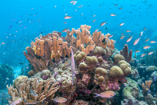 istock Caribbean coral reef 970132230