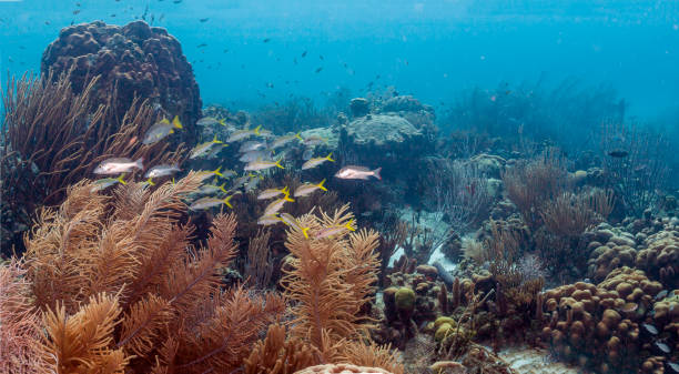 istock Caribbean coral reef 970132354