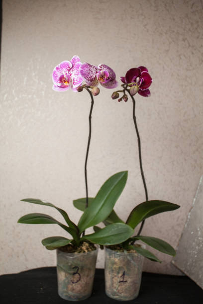 istock Beautiful rare orchid in pot on blurred background 970132440