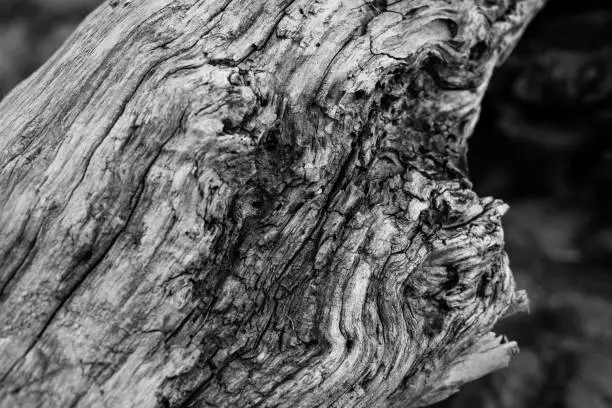 A black and white close up of a dead tree