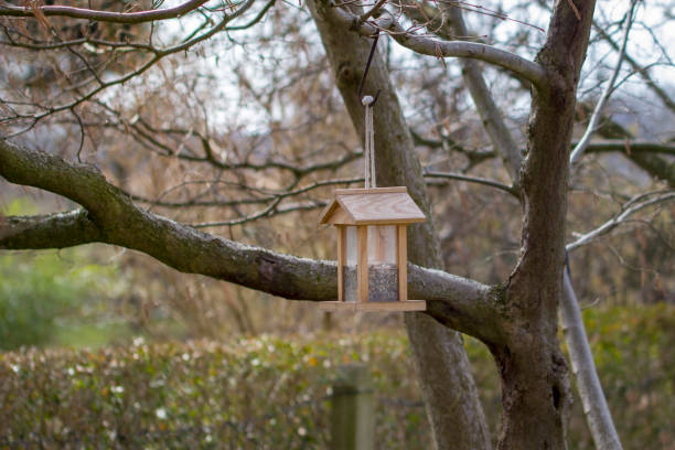 istock Bird feeding house hangs in the tree 970137440