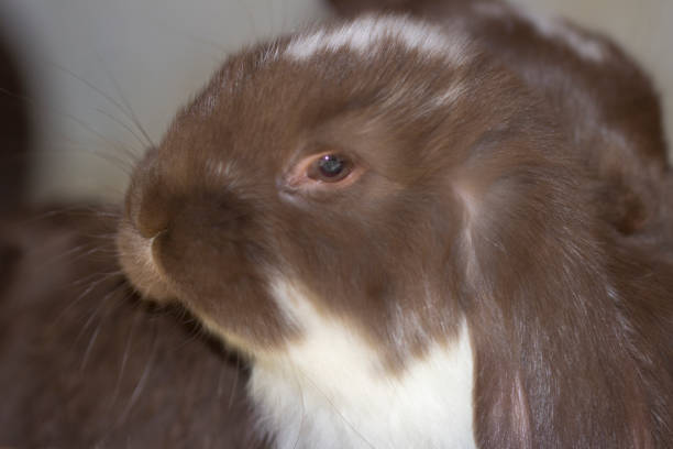 istock Head of a rabbit with a soft fur 970137678