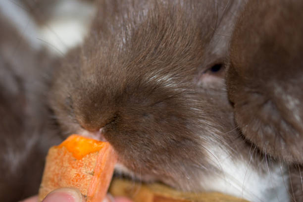 istock Macro - rabbit is fed with a carrot 970137690