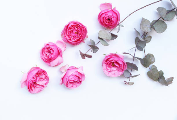 istock Beautiful pink roses and eucalyptus leaves scattered on a white background, overhead view. Flat lay. Top view. Empty space for your text. Romance and love card concept 970141950