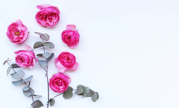 istock Beautiful pink roses and eucalyptus leaves scattered on a white background, overhead view. Flat lay. Top view. Empty space for your text. Romance and love card concept 970142548
