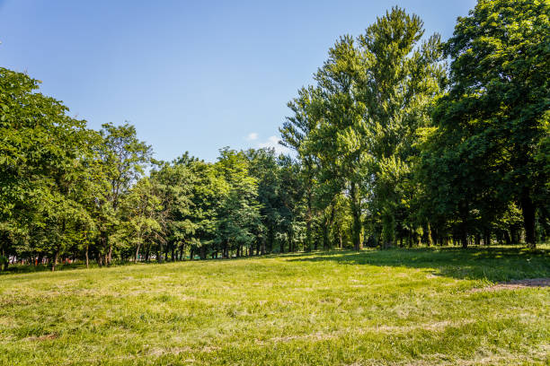 istock Sunny day in summer park 970156284