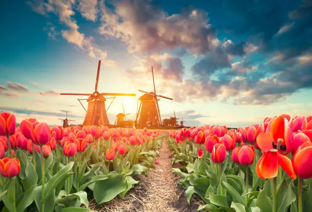 traditional Netherlands Holland dutch scenery with one typical windmill and tulips, Netherlands countryside.