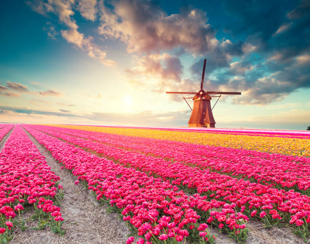 traditional Netherlands Holland dutch scenery with one typical windmill and tulips, Netherlands countryside traditional Netherlands Holland dutch scenery with one typical windmill and tulips, Netherlands countryside. keukenhof gardens stock pictures, royalty-free photos & images