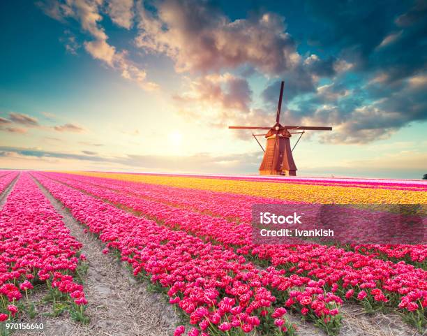 Traditional Netherlands Holland Dutch Scenery With One Typical Windmill And Tulips Netherlands Countryside Stock Photo - Download Image Now