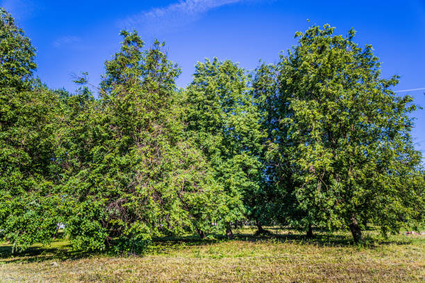 istock Sunny day in summer park 970157640