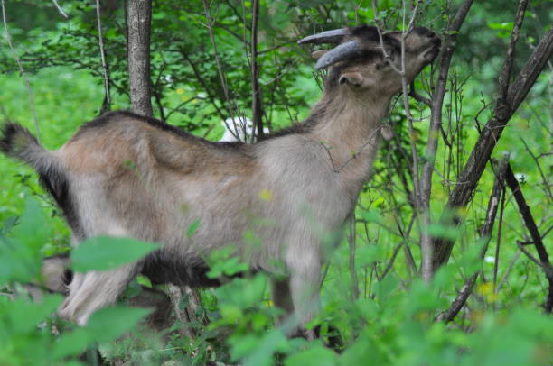 istock Goat. Sheep, Animal, goats. 970158010