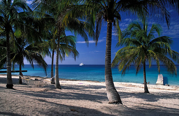 Beach at Maria la Gorda Beach with palm trees and resting nets at Maria la Gorda maria la gorda stock pictures, royalty-free photos & images