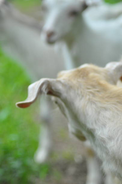 istock Goat. Sheep, Animal, goats. 970161320