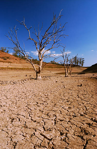 istock Dried out surface of lake with trees 97016174